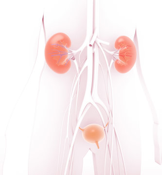 3D illustration of the urinary system, semi-transparent kidneys showing the interior and urinary bladder highlighted of the white body background.