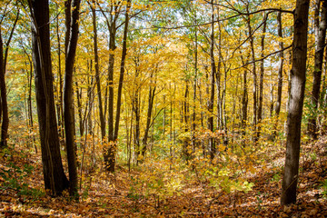 Fototapeta na wymiar Scenery, Fall colours, Woods