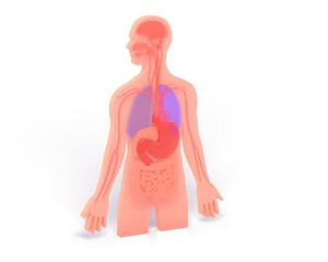 3D illustration of the graphic anatomy of the human body showing the internal organs. On the ground with white background and shadow.