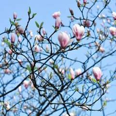 Spring magnolia