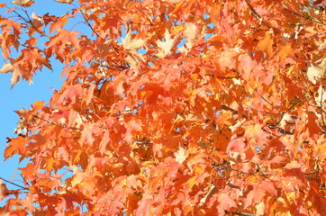 autumn leaves background