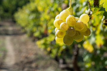 grape