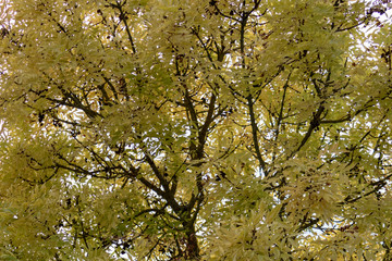 yellow tree branches in autumn, full frame
