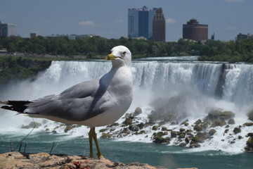 Guardando le Cascate del Niagara