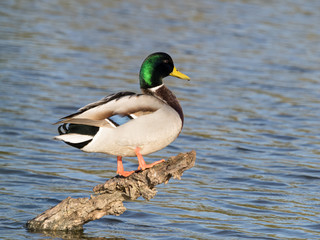 anas, platyrhynchos ,subir tronco descansar