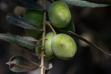 olive