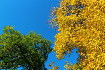 autumn colors green and yellow, trees against a blue sky