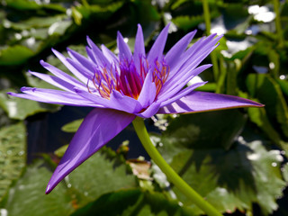 fiore di loto violaceo illuminato dal sole nel suo fogliame © tiziana