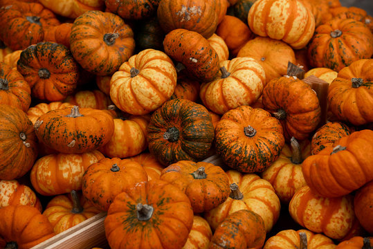 Fresh healthy little pumpkins background on farmer agricultural market at autumn for Halloween in New York City, USA. Healthy food.