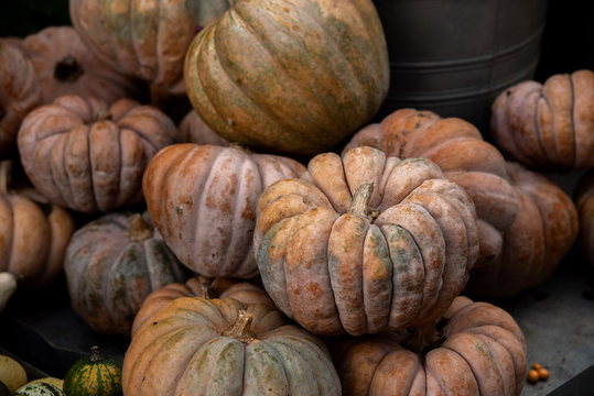 Fresh healthy little pumpkins background on farmer agricultural market at autumn for Halloween in New York City, USA. Healthy food.