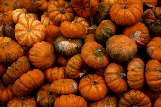 Fresh healthy little pumpkins background on farmer agricultural market at autumn for Halloween in New York City, USA. Healthy food.
