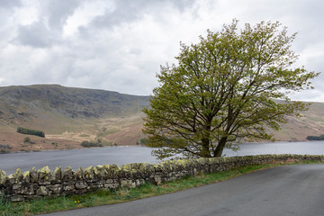 Haweswater Reservoir rustic wall and tree