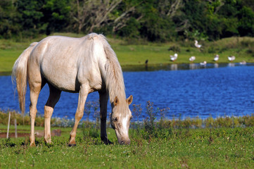 Obraz na płótnie Canvas A horse grazing on pasture in front of a lake
