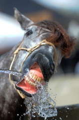 Horse with open mouth drinking water 