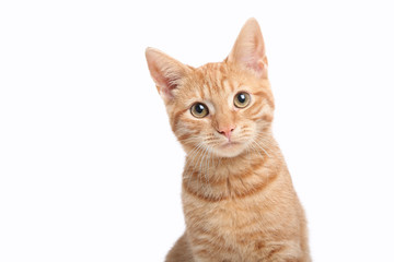 Beautiful cute orange cat - Powered by Adobe