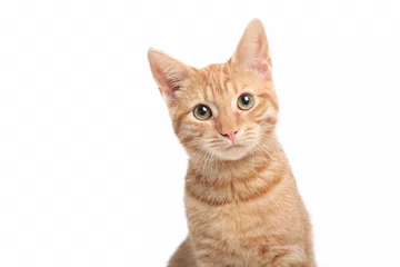 Foto auf Acrylglas Beautiful cute orange cat © Djomas