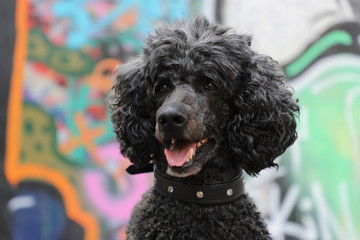 Bunter Hintergrund mit Hundeportrait