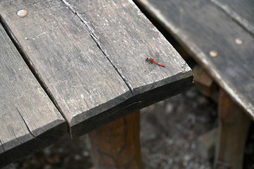 Big red dragonfly sitting on the table.