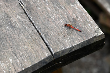 Big red dragonfly sitting on the table.