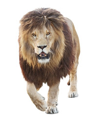 Lion walking on white background towards to viewer