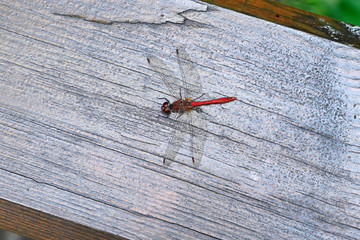 Big red dragonfly sitting on the table.