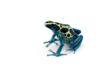 The blue poison dart frog isolated on white background
