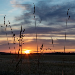 Sunset sky with focus on timothy grass (Phleum pratense) silhouettes 