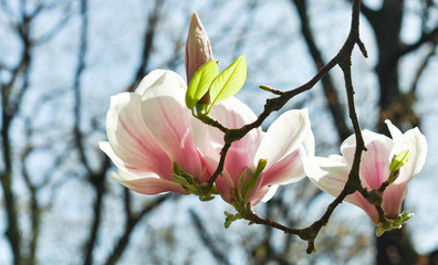 magnolia tree in blossom