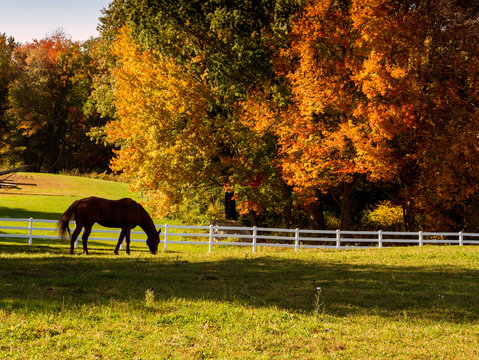 horse in the field