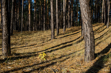 streaks of light and shadow on the ground in the forest 2