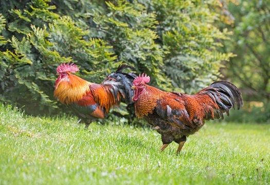 Two red cocks fighting on a green grass. two red cocks are fighting