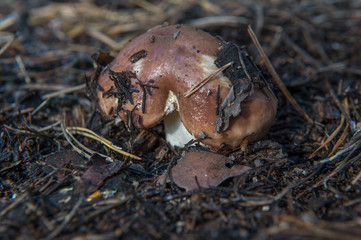 oiler mushroom in the autumn forest