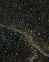 seasonal mountain road leading into the forest