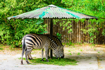 Fototapeta na wymiar Grant zebras (Equus quagga boehmi) eating grass
