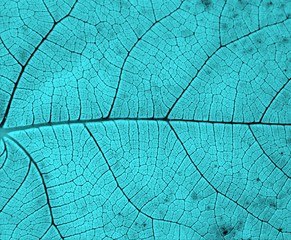 texture of a leaf in colors