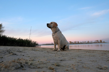 Labrador is sitting on the sand near the river. Six month old puppy with a metal collar. Evening sunset against a cloudless sky.