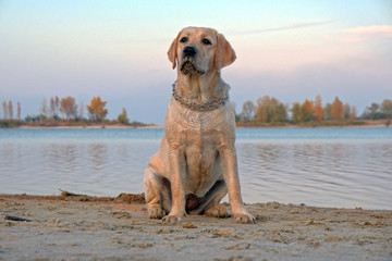 Labrador is sitting on the sand near the river. Six month old puppy with a metal collar. Evening sunset against a cloudless sky.