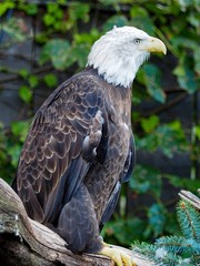 bald eagle 2