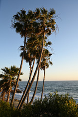 Palm trees on a breezy day at beach