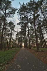 road in forest