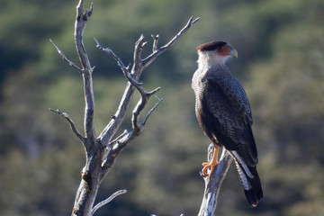 Fototapeta premium hunting bird in volcano osorno chile, raptor