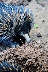 Echidna closeup in wildlife sanctuary