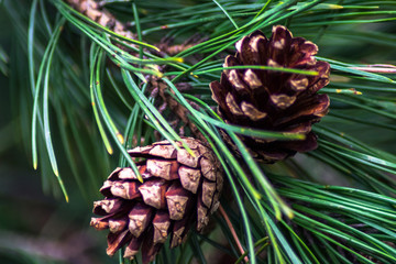 cone on a tree
