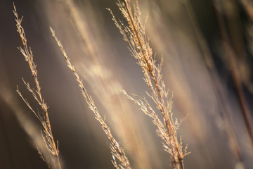 field of wheat