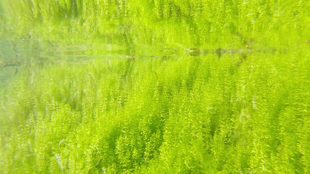 Shallow water underwater view of marsh-bedstraw plant near surface