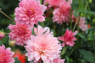 馬見丘陵公園　ダリア