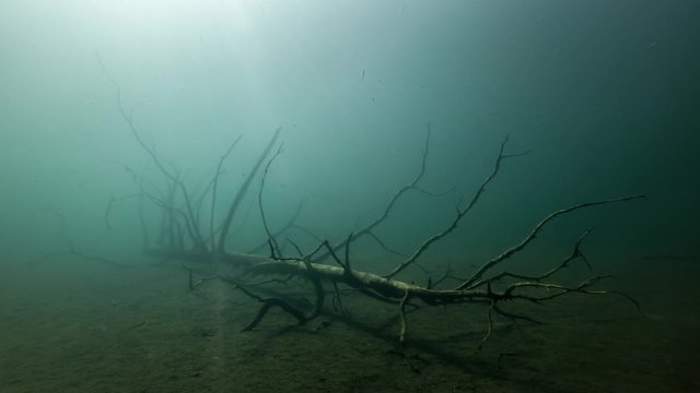 Underwater time lapse of pike swimming near sunken tree