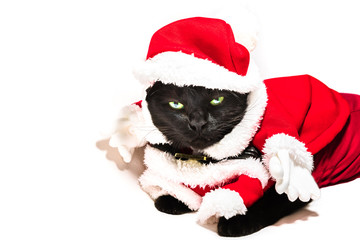 Black cat in Christmas dress and Santa Claus hat on studio white background and copy space for greeting card.