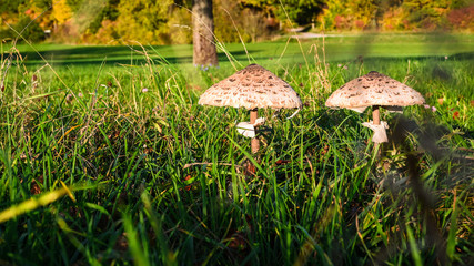 Zwei Sonnenschirm Pilze in der Herbstwiese