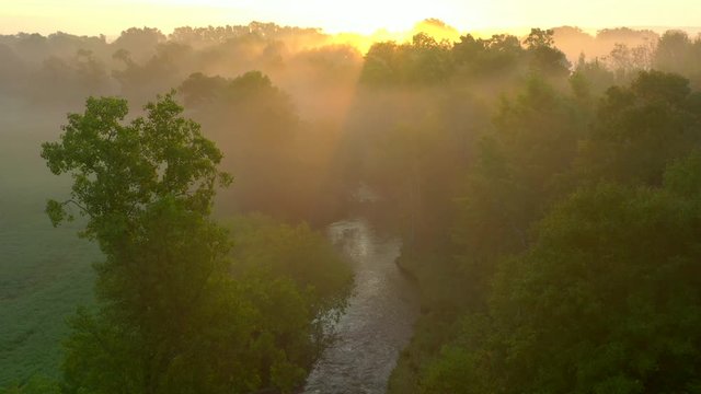 Floating over the edge of foggy, peaceful rainforest as dawn sunlight adorns the treetops.
